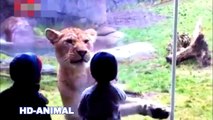 when animals attack at the zoo | Animal Attack compilation