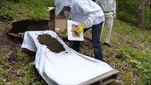 Bienen einlaufen lassen