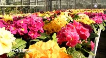 Frühling im Garten: Profi-Tipps für eine Blüten-Pracht