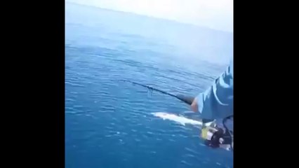 Large Shark Steals Fish Off a Line