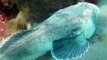 Stargazer Fish Buries Itself in Sand