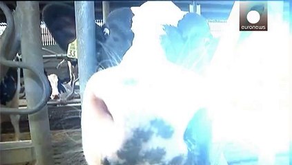 Sığır tüberkülozu tespit edilen mandıra karantinaya alındı