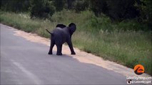 Cet éléphanteau s'aventure hors de la brousse, regardez ce qui se passe