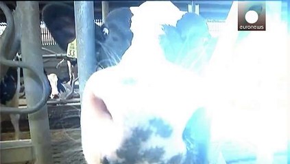 نگرانی از شیوع سل گاوی در بلژیک موجب قرنطینه ۱۵۰ دامداری شد