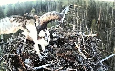 Kalakotkas 2 - Ospreys, Estonia 15th May 2015 20.13 Intruder attacks