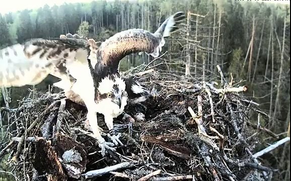 Kalakotkas 2 - Ospreys, Estonia 15th May 2015 20.13 Intruder attacks