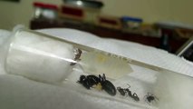 Camponotus pennsylvanicus Emerging from Hibernation Timelapse [HD]