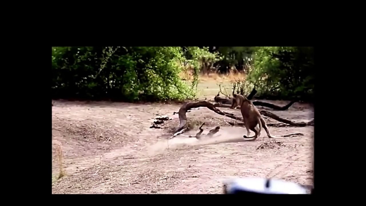 【動画】ライオンの攻撃を即効でかわすリカオン達