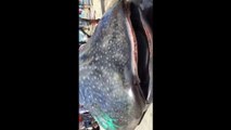 Un pêcheur chinois a été filmé en train de découper un requin-baleine!