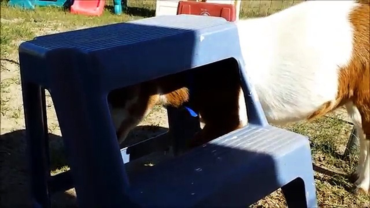 BABY GOAT PLANS A MISSION IMPOSSIBLE ESCAPE