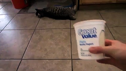 Some Cats Do Not Share