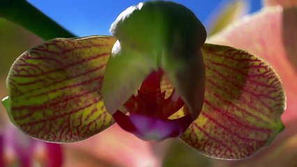 Как распускаются цветы. Очень красиво!