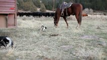 Jack Russel tries to lead off Quarter Horse Mare