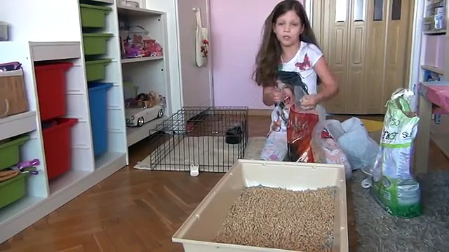 świnka morska aby posprzątać klatkę cz 2