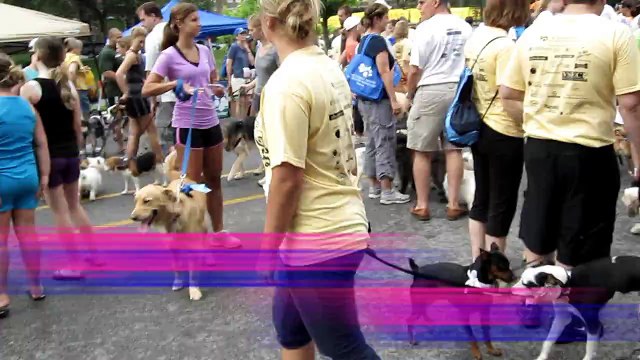 Brock the Boxer: Humane Society Dog-N-Jog Kansas City MIssouri 2010