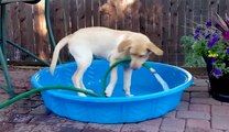 Dog Tries to Fill Up a Pool with a Hose | What's Trending Now