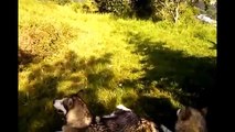 Funny Dog Alaskan Malamute Funny Animals Videos