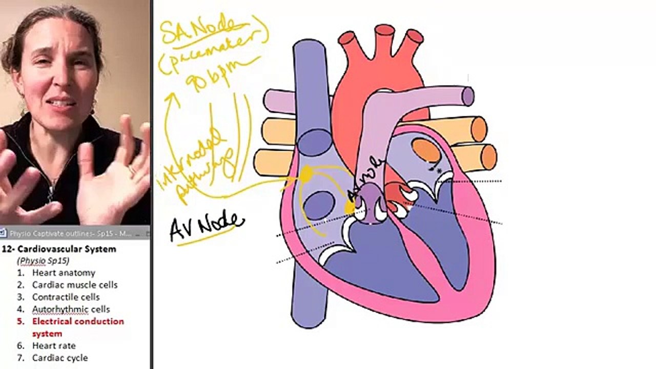 Cardiac Muscle 5- Electrical conduction system