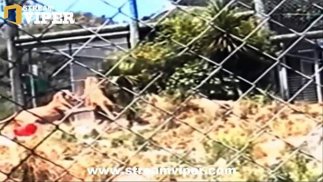 15 Most Awful Animal Attacks On Human PT03 | The Deadliest Attacks