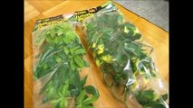 The EXO TERRA JUNGLE PLANT unboxing and review