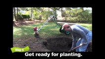 Mantis Tillers: How to Plant a Tree