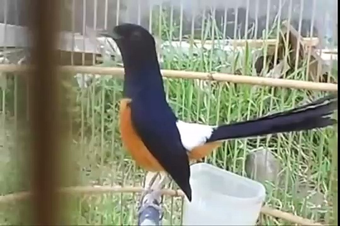 Amazing Birds Singing Murai Batu - Birds Of Paradise From Indonesia