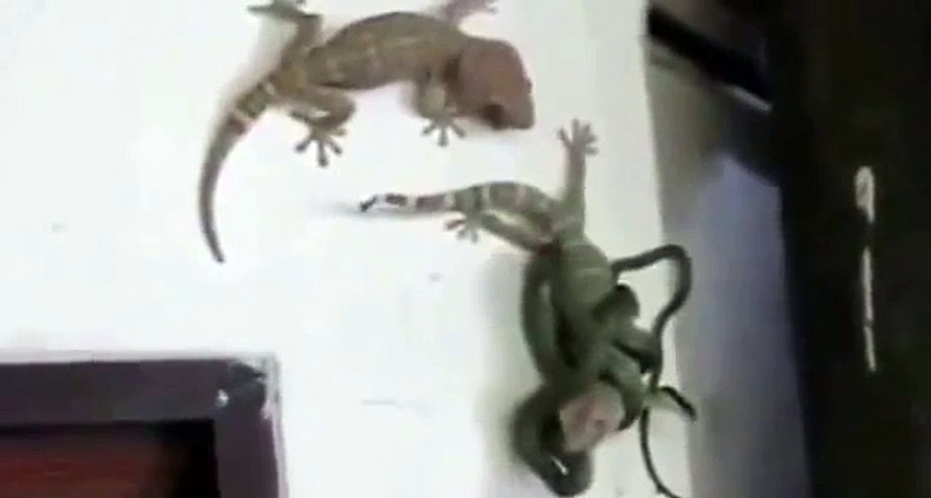 duel tokek vs ular seruuu