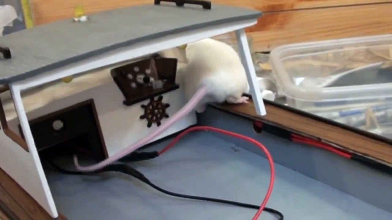 Little Stuart helps with Boat Building, cute little mouse