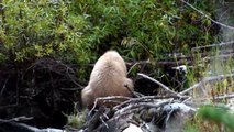 Teddy Bears' Picnic - Bear Sighting at Lake Tahoe