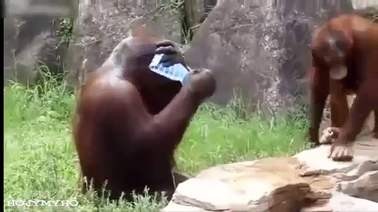 Funny Pranks Funny Videos Funny Fails Funny Clips Best Pranks 2015 Funny Cat funny animal