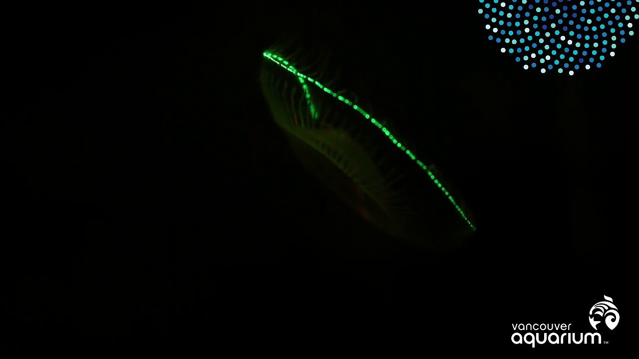 Water Jellies Fluorescing Under Black Light
