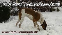 Hund wünscht Frohe Weihnachten - Viel Freude - vielleicht Urlaub in Dänemark - Winter ;-)