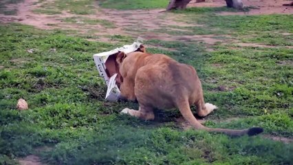 El desarrollo de los cachorros de león 02 - 1 año y 2 meses