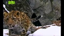 Amur Leopards