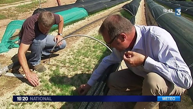 Les sapins menacés par la sécheresse