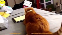 Funny Cats Videos Funny Animals Funny Cat Compilation Cute Pets Try Not To Laugh