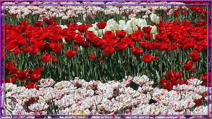 AHDIEH, عهديه ♥♥ Golhaye Rangarang 450, گلهاي رنگارنگ ♥ Lyrics