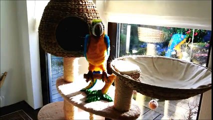Ragdoll cat meets a "parrot" for the first time