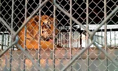 Toni The Tiger licks his chops.