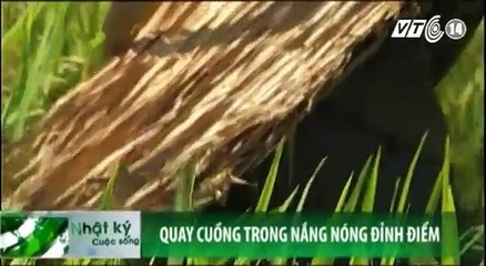 Nông dân hà nội dùng áo tơi chống nóng