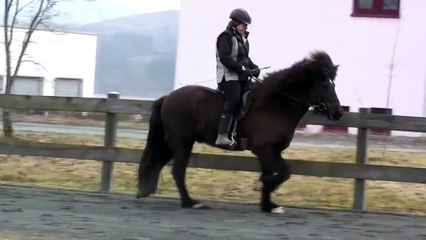 Islandpferd Bjarki vom Graubachhof