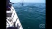 Filhote de golfinho é resgatado por pescadores e 'agradece' com salto