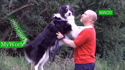 Border Collie Rescue Trust