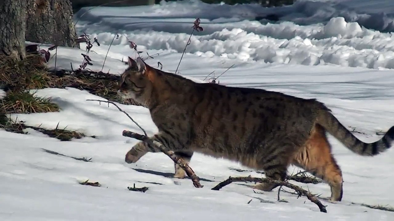 Snow Cats!!!