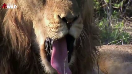 Elefante - O Animal de maior defesa pessoal