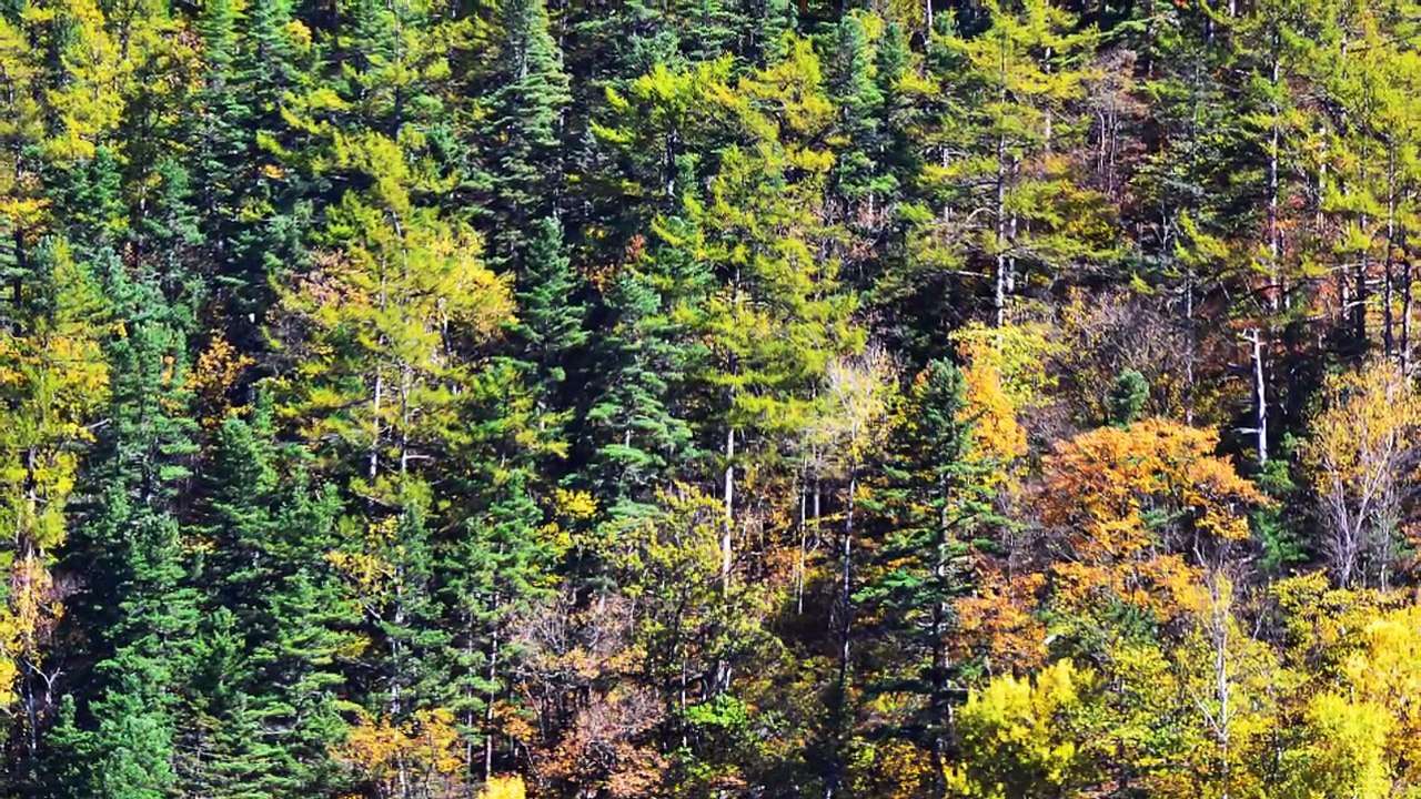 Sikhote-Alin mountains