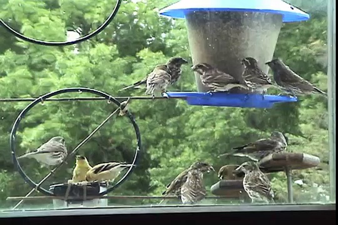 Birds in the Window