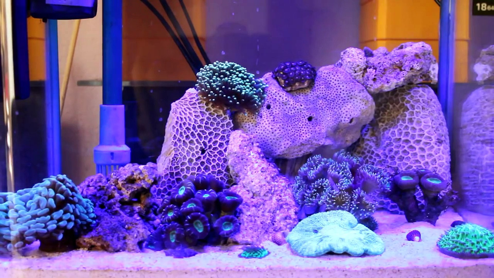 Fluval Sea 'Marine and Reef' Nano LED lamp - Quick Review - video  Dailymotion