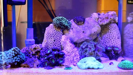 Fluval Sea 'Marine and Reef' Nano LED lamp - Quick Review