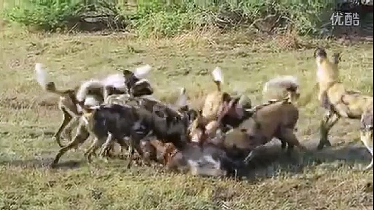 Wild dogs live to eat pig